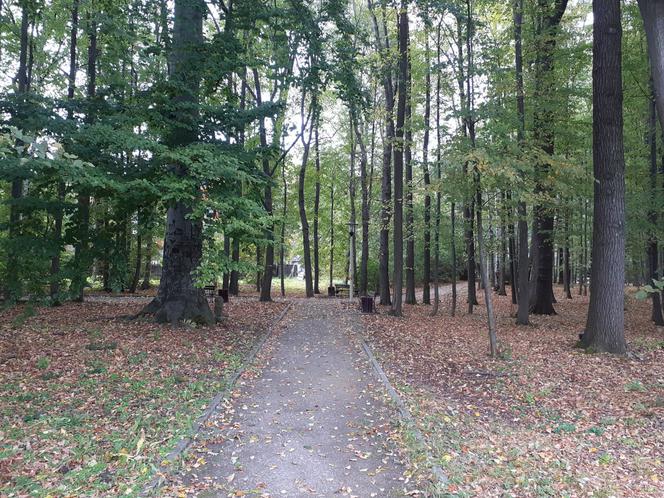 Śląskie: Kuriozalna petycja mieszkańców. Domagają się wycięcia drzew, bo... ptaki za głośno śpiewają