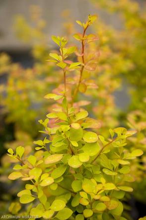 Berberys Thunberga 'Aurea'