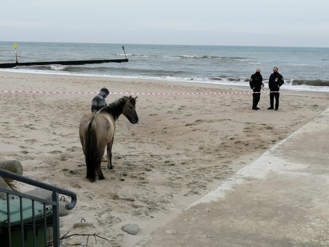 Kołobrzeg. Koń - uciekinier wybrał się na spacer nad Bałtykiem. Straż Miejska kazała mu zejść z plaży