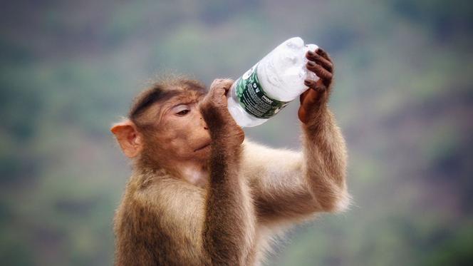 Dlaczego nie wolno dokarmiać zwierząt w zoo? Pracownicy ogrodu apelują o rozsądek!