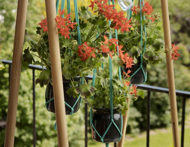 Pelargonie w makramie
