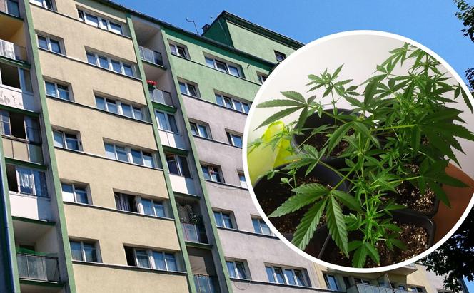 Piotrków Trybunalski. Matka z córką zatrzymane za uprawianie marihuany. Obie mogą trafić za kratki nawet na 3 lata