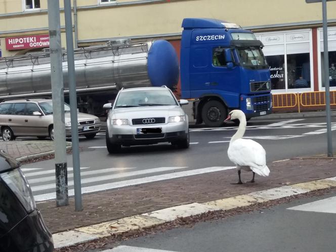 Międzyrzecz łabedzie