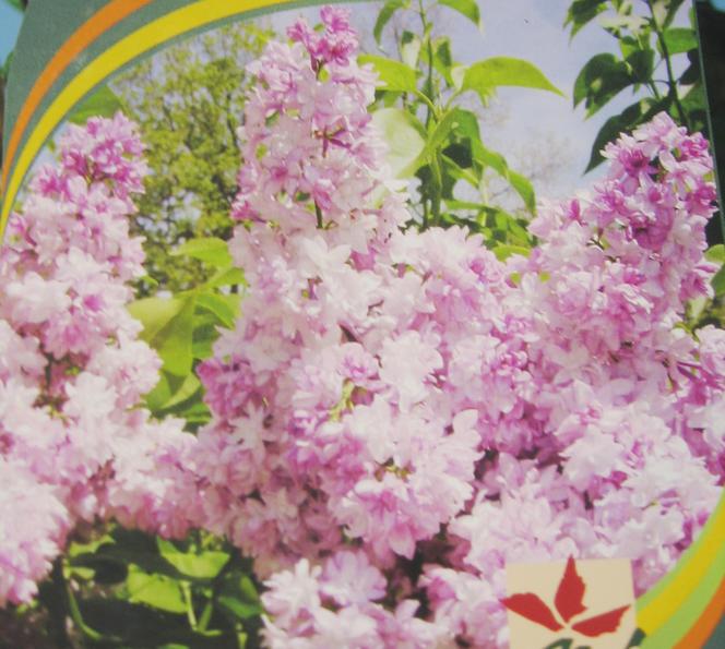 lilak pospolity ROSE DE MOSCOU 'Minkarl'
