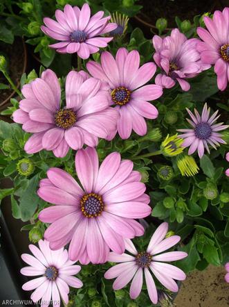 Osteospermum