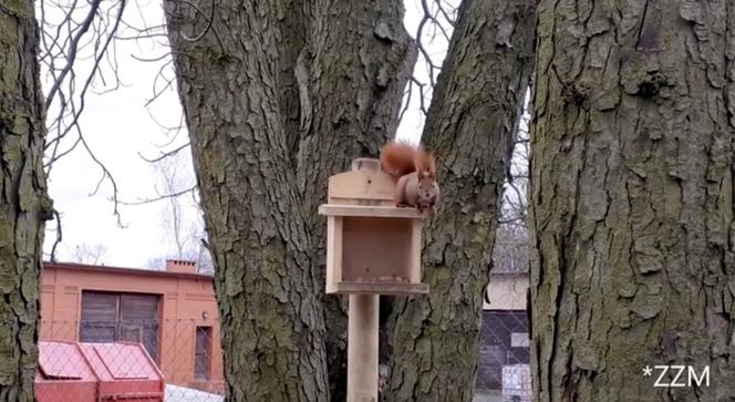 Wiewiórki na Cytadeli są często straszone przez psy