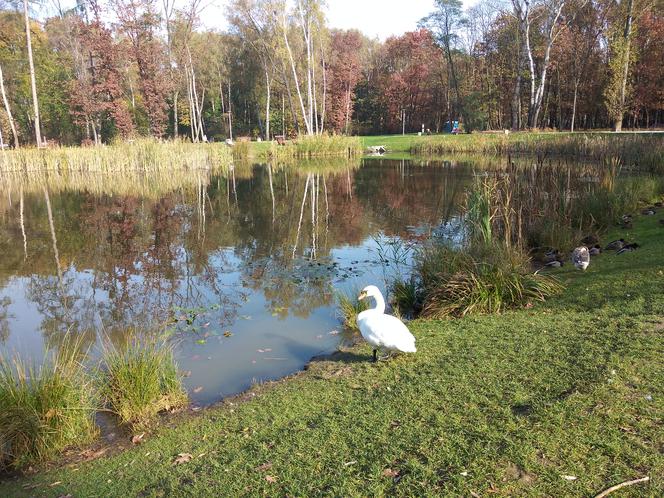 łabędź piaskówka