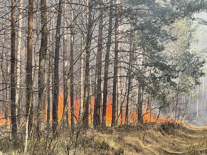 Wielki pożar pod Warszawą. Brakuje sił i środków