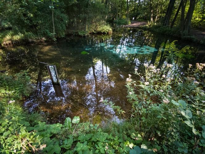 Rezerwat Niebieskie Źródła