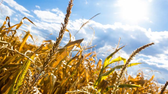 Prognoza pogody na sierpień 2021 dla Rzeszowa i Podkarpacia. Temperatura powyżej normy! Co mówią prognozy IMGW?