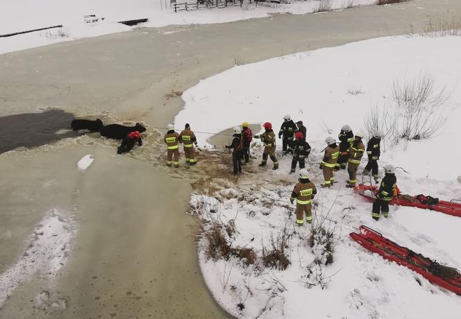 Załamał się lód na rzece Narew. Do wody wpadła krowa z cielakiem. Na pomoc ruszyli strażacy