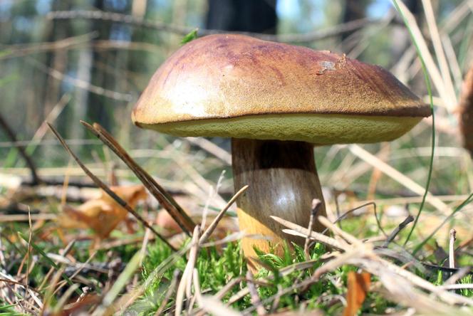 Podgrzybek brunatny
