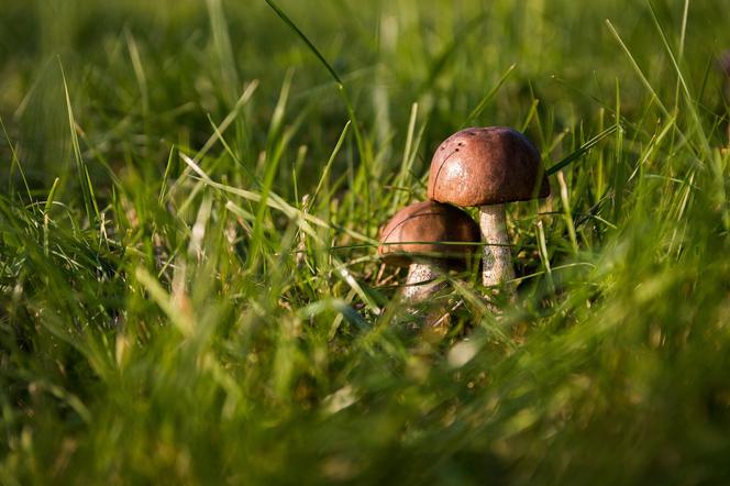 Bukowiec. Tarnowianin poszedł na grzyby i już nie wrócił. Został znaleziony martwy