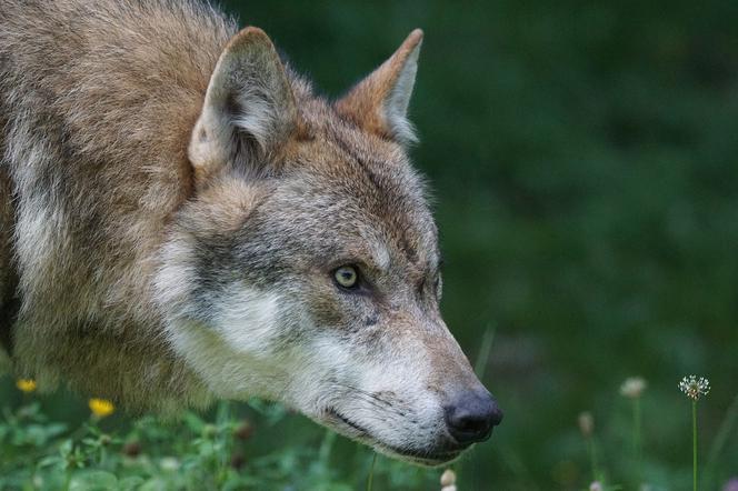 Łódzkie. Wilki zaatakowały bydło nieopodal gospodarstwa? Mieszkańcy Kłoniczek nie czują się bezpieczni