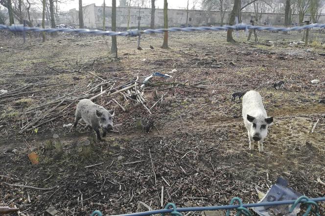 Horror koło Lubina. Świnie zjadły rolnika