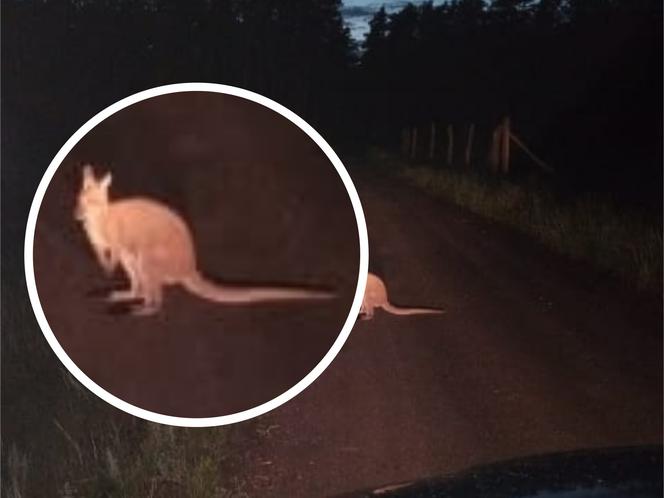 Spotkanie pierwszego stopnia z kangurem. Leśnicy spod Włocławka mają DOWODY!