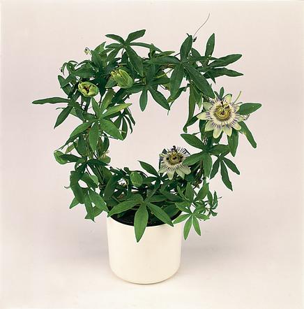 Passiflora