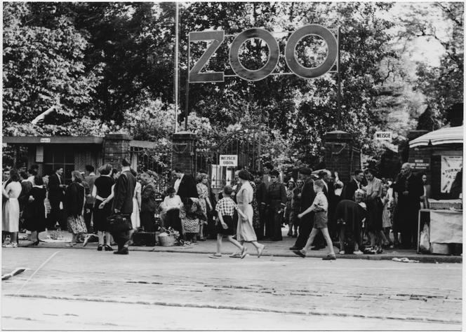 Zoo we Wrocławiu ma już 155 lat
