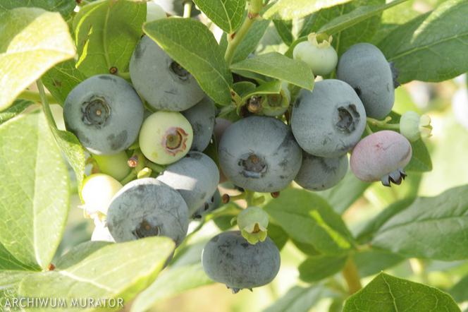 Borówka wysoka 'Earliblue'