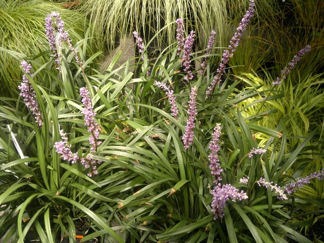 Liriope szafirkowata