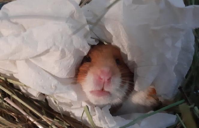 Chomik uratowany ze śmietnika podbija serca internautów!