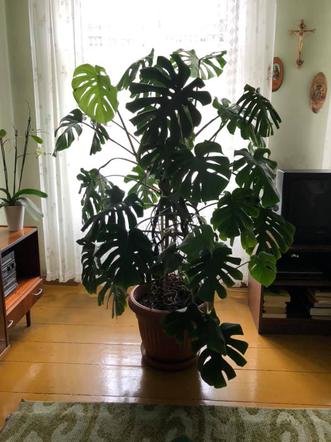 Monstera Pani Łucji