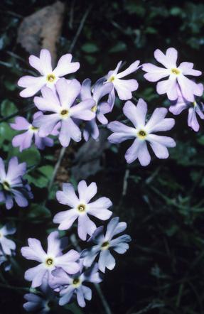 Floks karłowy