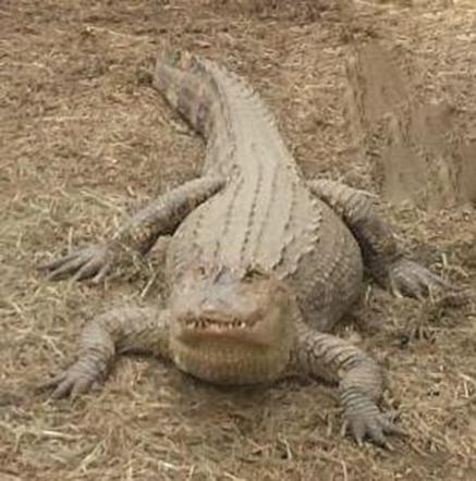 aligator, Long Island, SPCA
