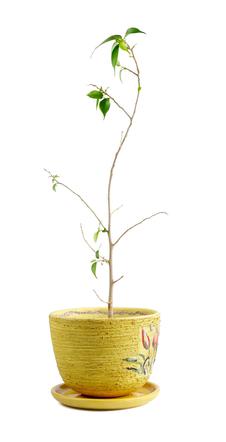 Fikus benjamina