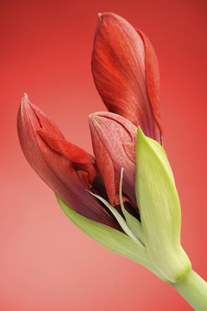 paki-hippeastrum