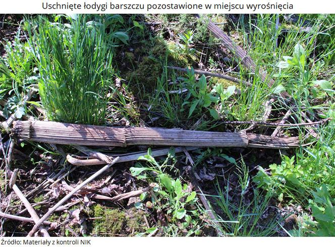 Barszcze kaukaskie: Te rośliny w Polsce są groźne dla naszego życia! Sprawę skontrolował NIK