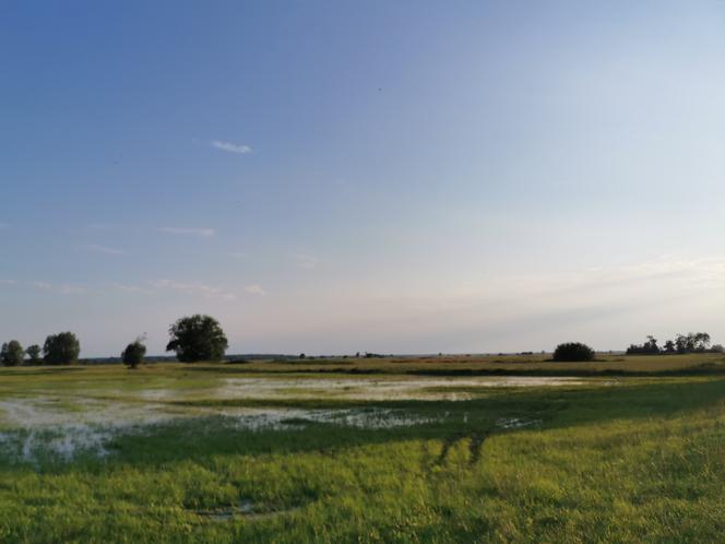 barycz