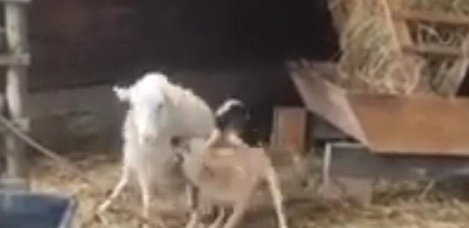 Horror w szopce bożonarodzeniowej w Kałkowie! Psy omal nie rozszarpały owcy!