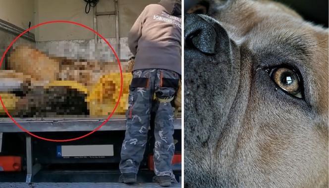 Przerażające odkrycie w Starej Hucie. Ponad 250 martwych pasów. Sąd podjął ważną decyzję
