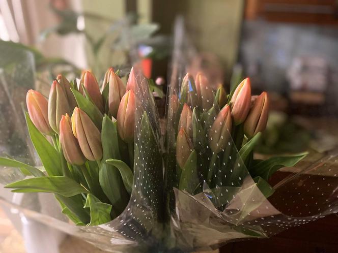 Tulipany
