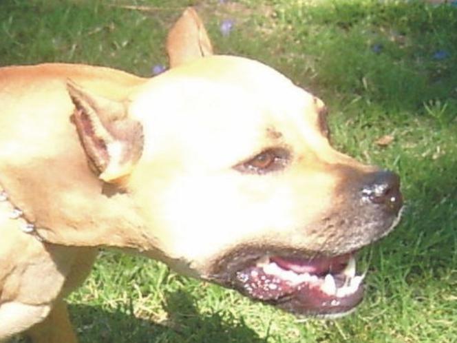 Pitbull