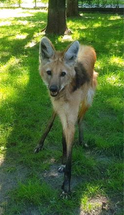 Chorzów: Czujni mieszkańcy zauważyli kulejącego wilka w zoo. Błyskawiczna reakcja!