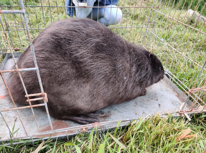 Kołobrzeg. Bóbr na ulicach kurortu. Wielka akcja łapania gryzonia
