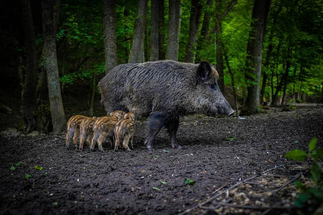 Stado dzików zablokowało S8. Kierowcy próbowali opanować sytuację