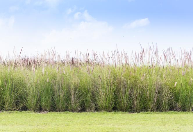 Trawy ozdobne do ogrodu: Imperata cylindryczna