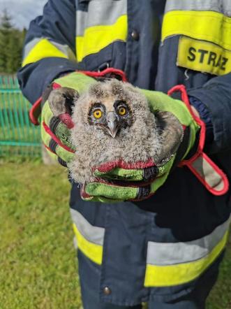 Witowice Dolne. Trzy małe sowy wypadły z gniazda. Uratowali je strażacy