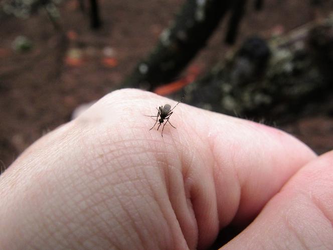 Nocne opryski przeciw komarom w Dąbrowie Górniczej