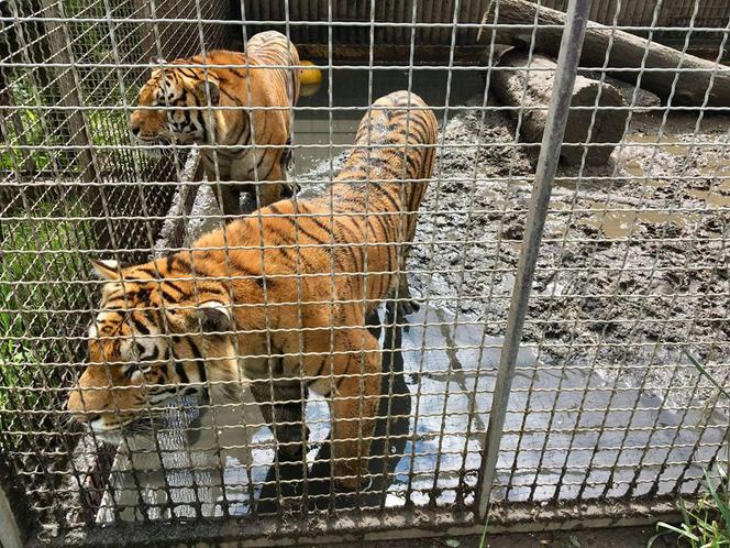 Tygrysy ZOO