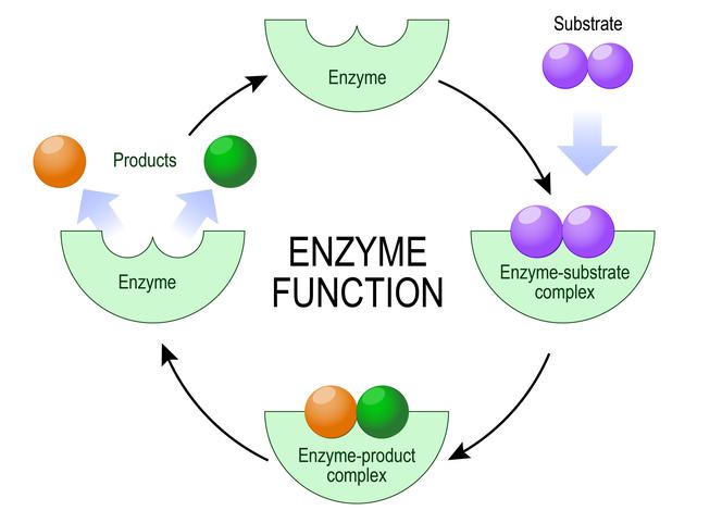 Enzymy: budowa, funkcje, działanie