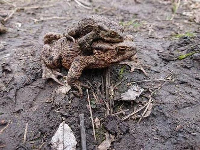 Bydgoszcz: Wiosenna migracja płazów pod eskortą