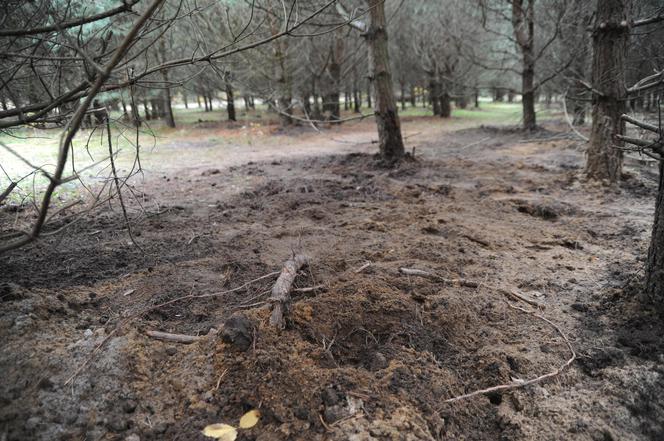 Miejsce ukrycia ciał Tulipana - seryjnego zabójcy kobiet