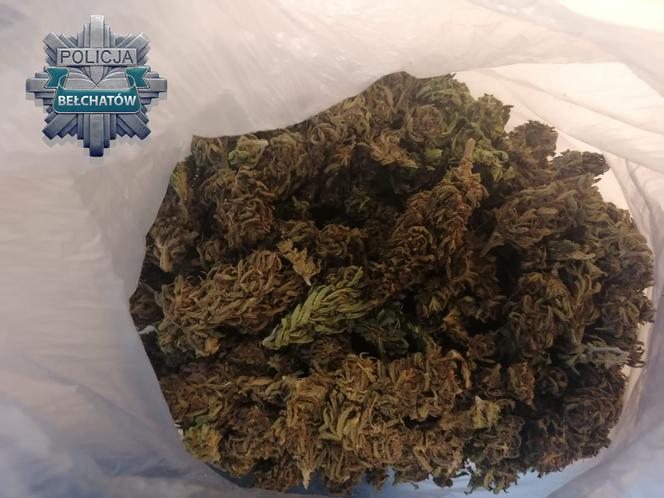 bełchatów. marihuana