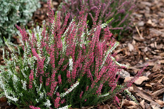 Wrzos pospolity (calluna vulgaris)