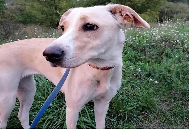 gorzów azorki adopcje 1