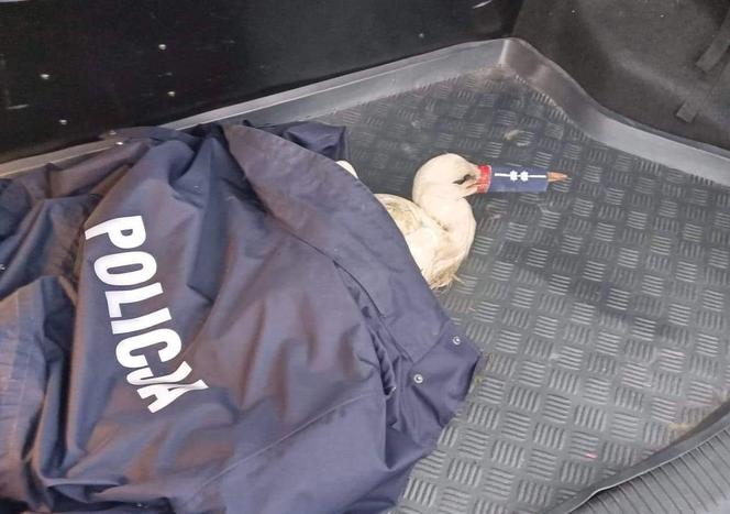 Policjanci zabezpieczyli dziób bociana, aby ptak nie poranił siebie i pomagających mu mundurowych